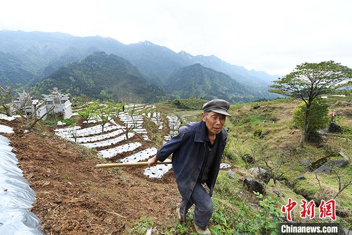 近日，重庆彭水苗族土家族自治县河坝村的村民在当地青脆李基地打工干农活。据悉，为确保周边村民持续稳定增收，该基地除了种植青脆李外，2020年继续种植中药材600亩。 该基地负责人之一聂海燕为记者算起了“脱贫账”。2400亩基地土地流转费每年共为农户增收36万元人民币，林下种植和果树管理用工基本由当地农户组成，尤其以贫困户为主，全年用工2万余人次，这又为农户带来劳务收入120万元人民币。基地带动两个村贫困户162户、600余人脱贫致富，发挥了产业扶贫的优势作用。<a target='_blank' href='http://www.chinanews.com/'>中新社</a>记者 陈超 摄